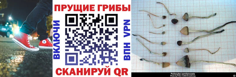Галлюциногенные грибы прущие грибы  Кирс 
